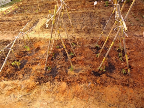 Plantação de Tomateiros, Pepineiros e Pimenteiros